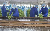 Số hóa nông nghiệp và bài học thực tiễn trên thế giới
