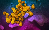 Virus SARS-CoV-2 có thể không đột biến xa hơn
