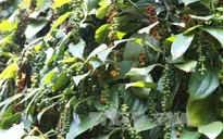 Ấn Độ cảnh báo hồ tiêu Việt Nam không đạt chất lượng