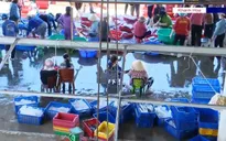 Tích cực phòng ngừa lây nhiễm COVID-19 ở cảng cá