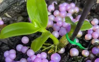 Vỡ mộng vì lan đột biến