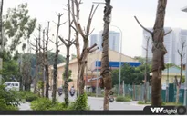 Tin nóng đầu ngày 15/8: Hàng trăm cây xanh tiếp tục "đột tử" trên con đường mới mở ở Hà Nội