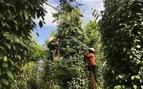 Hồ tiêu Việt Nam mắc kẹt tại Nepal vẫn chưa được tái xuất