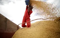 Giá lương thực ở Trung Quốc tăng mạnh