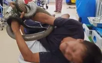 Bị rắn hổ mang chúa cắn, nạn nhân mang luôn rắn nhập viện cấp cứu