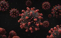 Các nhà khoa học Argentina tìm ra cơ chế né tránh miễn dịch của COVID-19