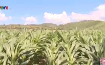 Cơ giới hóa trên cánh đồng lớn giúp nông dân tăng thu nhập