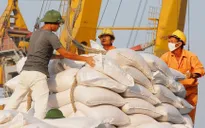 Giá gạo xuất khẩu của Việt Nam tăng thêm 5 USD/tấn