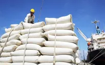 Gạo Việt Nam vững giá trên 480 USD/tấn tuần thứ hai liên tiếp