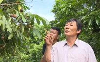 Nhà vườn thất thu vì... đường xuống cấp