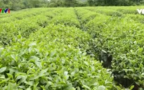 Hàng nghìn ha cây trồng hồi phục sau mưa