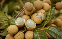 Bạn hàng Trung Quốc bất ngờ ngừng mua long nhãn Hưng Yên