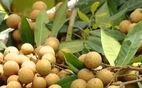 Gỡ khó cho nông sản Việt Nam xuất khẩu sang Trung Quốc