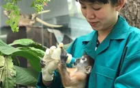 Nhân viên Thảo Cầm Viên tự nguyện giảm 30% lương giữa mùa dịch