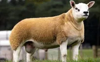 Câu chuyện tiêu dùng: Chú cừu đắt nhất thế giới hay đồ trang trí nhỏ xinh?