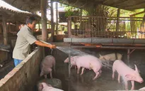 Giá lợn giảm, người chăn nuôi đứng trước nguy cơ thua lỗ