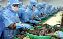 Lô tôm đầu tiên xuất khẩu sang EU hưởng lợi EVFTA