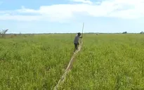 "Đứng ngồi không yên" mùa lũ muộn