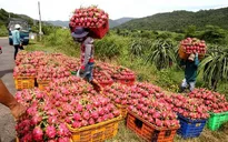 Hàng loạt nông sản Việt Nam sắp lên đường sang EU