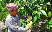 Chống mạo danh vùng trồng để xuất khẩu nông sản