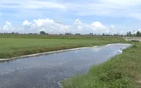 Sông "chết", đất ruộng bỏ hoang vì nước thải dệt nhuộm