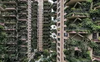 “Thiên đường” sinh thái đô thị bị bỏ hoang vì nhiều muỗi