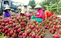 Trái cây miền Tây “rộng đường” sang châu Âu