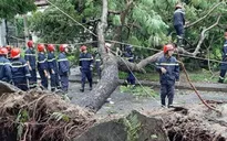 Hơn 15.000 cây đổ ngã, gây tắc nghẽn nghiêm trọng do bão số 5