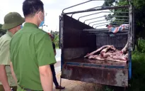 Phát hiện gần 1 tấn lợn và thịt lợn mắc dịch tả lợn châu Phi