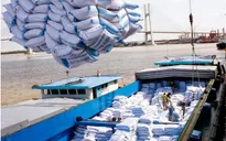Gạo Việt tiếp tục bức tốc tiến vào EU nhờ EVFTA