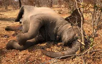 12 con voi chết chưa rõ nguyên nhân tại Zimbabwe