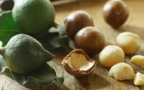 Macca - Cây trồng mang lại hiệu quả kinh tế cao