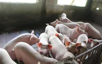Giá lợn hơi tiếp tục giảm, xuống dưới mốc 70.000 đồng/kg