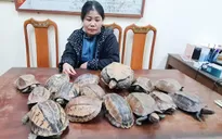 Phát hiện, thu giữ 15 cá thể rùa không có giấy tờ, chứng minh nguồn gốc