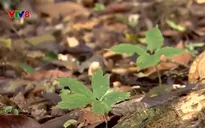 Người Xê Đăng làm giàu trên đất núi