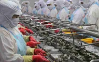 EVFTA có hiệu lực, tôm Việt vào EU tăng trưởng hai con số
