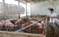 Hụt nguồn lợn nhập khẩu Thái Lan, lợn hơi liên tục tăng giá