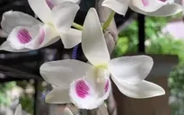 Rộ những giao dịch lan đột biến giá “trên trời” khiến dân tình dậy sóng