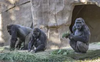 Gorilla tại sở thú San Diego dương tính với SARS-CoV-2