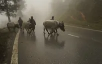 Rét đậm kéo dài gây thiệt hại lớn tại các tỉnh Tây Bắc