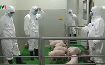 Đến quý II/2021, sẽ có vaccine ngừa dịch tả lợn châu Phi