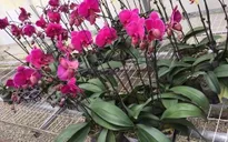 Hoa tươi nhập từ Trung Quốc "đội lốt" hoa Đà Lạt