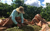 Cà phê Việt Nam đặt mục tiêu xuất khẩu 6 tỷ USD