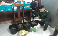 Mua hạt cần sa trên Facebook để... trồng thử