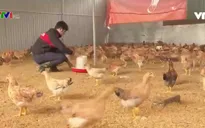 Người dân vùng lũ khôi phục sản xuất để đón Tết