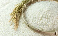Xuất khẩu gạo giảm khối lượng, tăng chất lượng