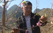 Cây đào mang Tết ấm no cho người dân vùng cao