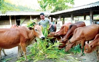 Tiếp tục giải ngân chương trình tín dụng đối với hộ mới thoát nghèo