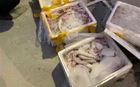 Bắt xe tải chở 250kg cá khoai ướp formol chuẩn bị bán ra chợ
