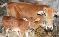 Bệnh lạ trên trâu, bò lan rộng ở Hà Tĩnh